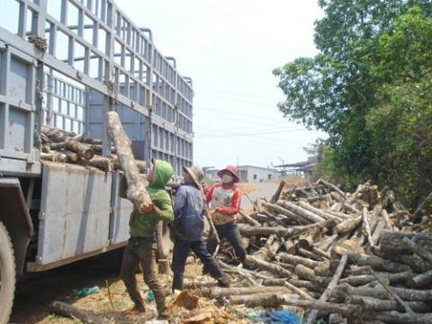 Cao su rớt thảm: Tập đoàn vô can, dân tự làm tự chịu! - 1 Cao su được đốn để bán gỗ ở xã Nghĩa Thắng, H.Đắk Rlấp, Đắk Nông