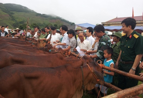 20.000 sim điện thoại đổi… 1.334 con bò giống - 1 Bàn giao bò cho hộ nghèo trong chương trình của Viettel.