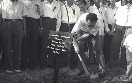 Vì sao với Lý Quang Diệu, cây xanh là lợi thế quốc gia? - 2 Ông đã bắt đầu chiến dịch xanh rất thành công ở Singapore vào tháng 6/1963