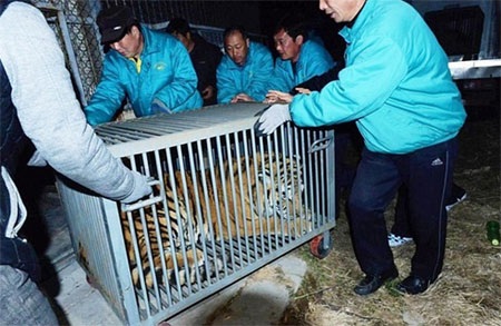 Ba quan chức Trung Quốc bị bắt vì nuôi 11 con hổ Siberia