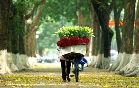 Không gian đô thị xanh – nhìn từ các nước - 3 Những hàng cây xanh được quy hoạch khoa học dọc các tuyến phố ở Singapore