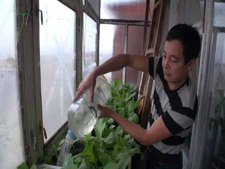 Anh Trịnh Văn Tiên chăm sóc “vườn” cải trên ban công