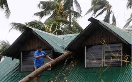 Bão Hagupit đã làm ít nhất 4 người thiệt mạng ở Philippines - 6 Cây đổ đè lên mái nhà ở Legazpi (ảnh: EPA)