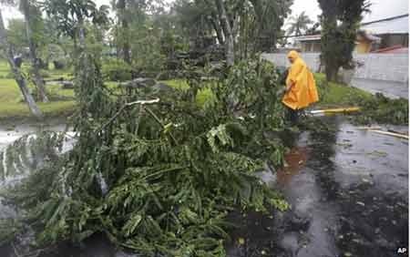 Bão Hagupit đã làm ít nhất 4 người thiệt mạng ở Philippines - 8 Cây bị quật ngã hai bên đường (ảnh: AP