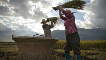Khiếp hàng trong nước, dân Trung Quốc lùng mua gạo ngoại - 1 Khiếp hàng trong nước, dân TQ lùng mua gạo ngoại