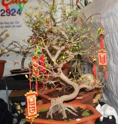 Chợ hoa Tết Phước-Lộc-Thọ của người Việt tại Mỹ tưng bừng đón Xuân - 2 Một cây mai thế vừa được nhập từ Việt Nam sang