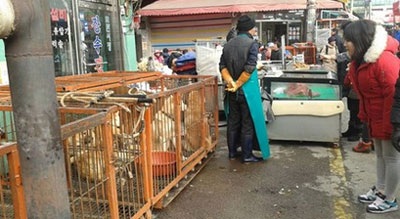 Hàn Quốc vận động người dân từ bỏ thịt chó thế nào? - 5 Chợ Moran Seongnam từng là “địa ngục trần gian” với loài chó