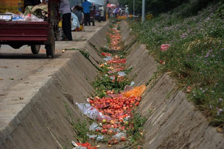 Đào chín bị đổ xuống mương cạn ngay trên đường. (Nguồn: