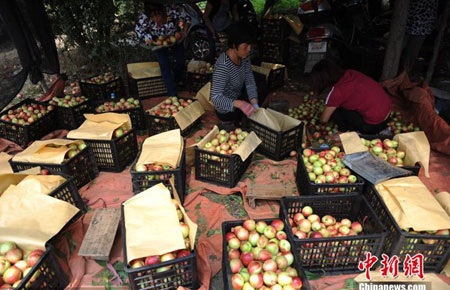 Theo Chinadaily, 1kg đào này chỉ có giá 1 nhân dân tệ (khoảng 3.500 đồng). (Nguồn: