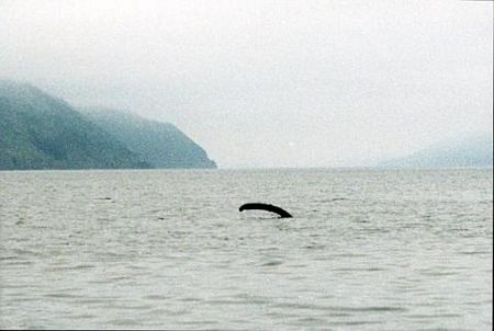 Một phần tư thế kỷ truy tìm quái vật hồ Loch Ness - 3 Một phần tư thế kỷ truy tìm quái vật hồ Loch Ness