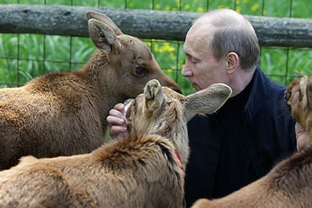 Tổng thống V. Putin, người cứu hộ động vật hoang dã nổi tiếng - 1 Tổng thống Putin chăm sóc con nai sừng tấm Lusha tại trạm nghiên cứu sinh học.