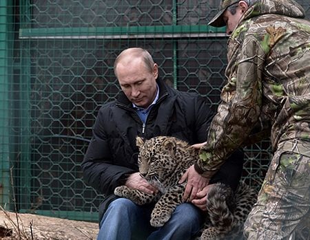 Tổng thống V. Putin, người cứu hộ động vật hoang dã nổi tiếng - 3 Tổng thống Putin và con báo Grom vào năm 2014.