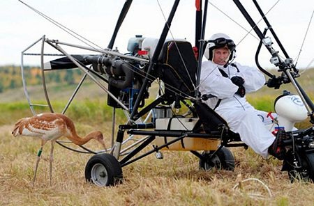 Tổng thống V. Putin, người cứu hộ động vật hoang dã nổi tiếng - 4 Tổng thống Putin chuẩn bị bay dẫn đầu đàn sếu trắng bằng tàu lượn.
