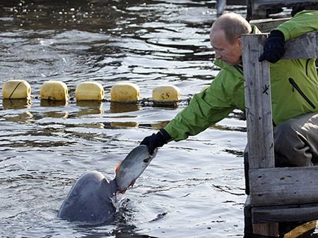Tổng thống V. Putin, người cứu hộ động vật hoang dã nổi tiếng - 5 V. Putin cho cá voi trắng ăn trong chuyến thăm đảo Chkalov.