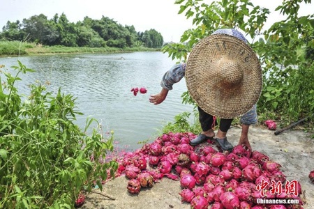 Nông dân phải đổ thanh long xuống ao cá.