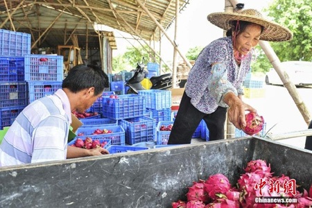 Phân loại thanh long