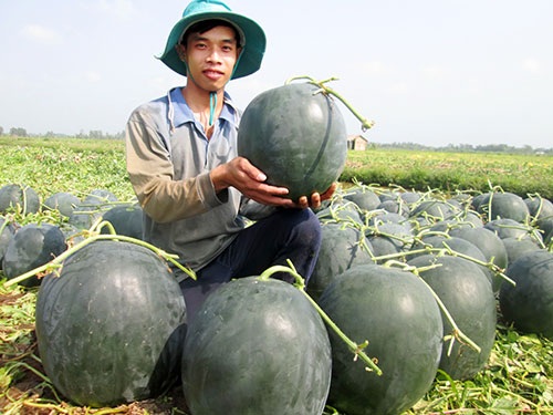 Khóc ròng vì cây, trái “độc” - 1 Người dân
bắt đầu quay lưng với dưa hấu “khủng” vì chúng không thể ăn được sau khi trưng Tết.