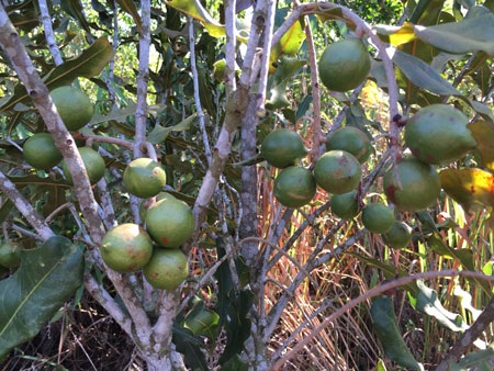 Phát triển cây “tỷ đô” tại Tây Nguyên: Thay thế sự già cỗi của cây cà phê - 2 Phát triển cây “tỷ đô” tại Tây Nguyên: Thay thế sự già cỗi của cây cà phê