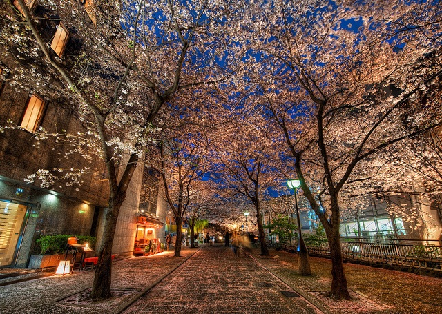 Hoa anh đào nở, Nhật Bản rộn ràng chào đón "năm mới không chính thức" - 4 Kyoto là một trong những thành phố nổi tiếng nhất ở Nhật để ngắm hoa anh đào.