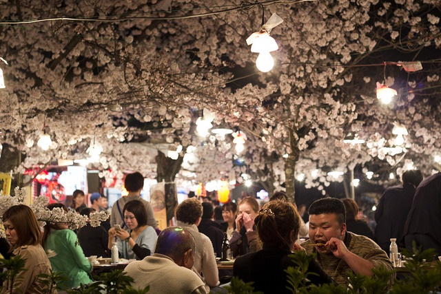 Hoa anh đào nở, Nhật Bản rộn ràng chào đón "năm mới không chính thức" - 9 Lễ hội Hanami ở công viên Maruyama, Kyoto.