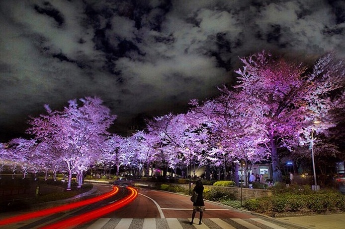 Vẻ đẹp kỳ ảo của hoa anh đào trong đêm ở Nhật Bản.