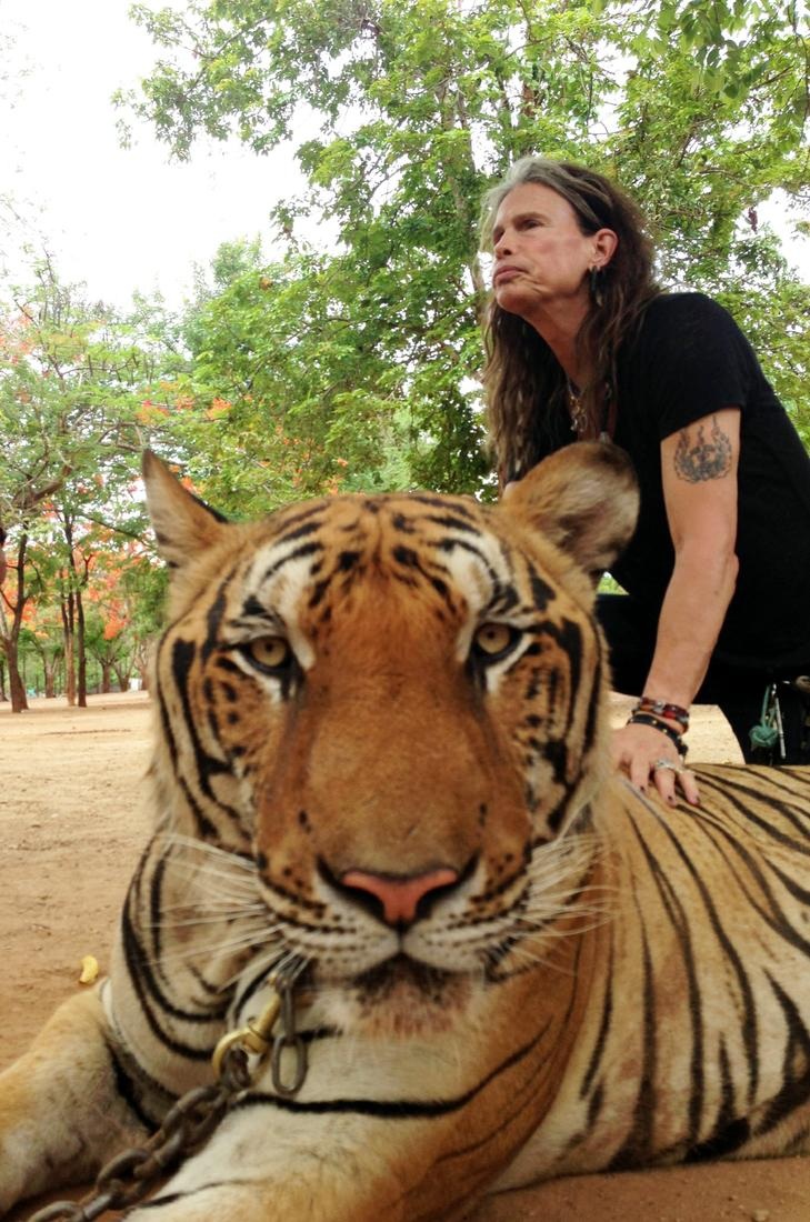 Nhạc sĩ Steve Tyler bên chú hổ Thái Lan.