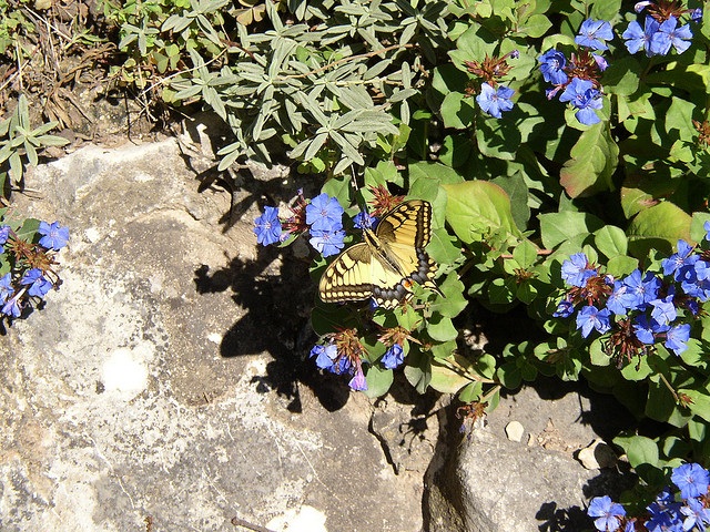 Nơi đây là nhà của nhiều loài bướm