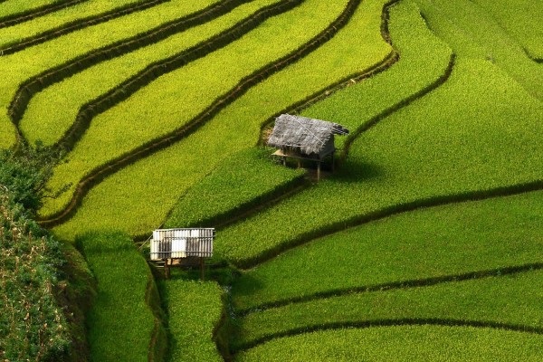 Ruộng bậc thang Tây Bắc đẹp ngỡ ngàng qua ống kính nhiếp ảnh gia Thái Lan - 5 Hà Anh