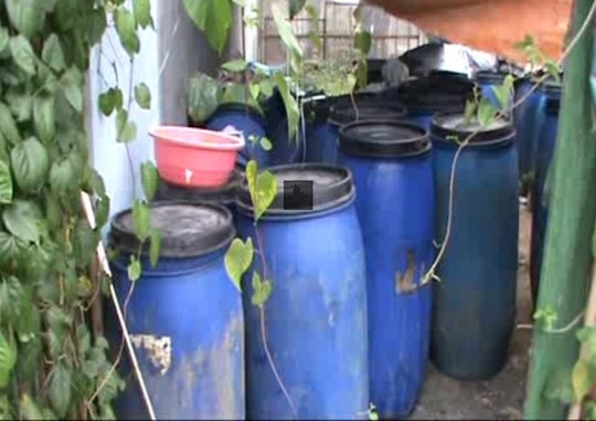 Các thùng ngâm măng với hóa chất ( ảnh báo Người Lao Động)