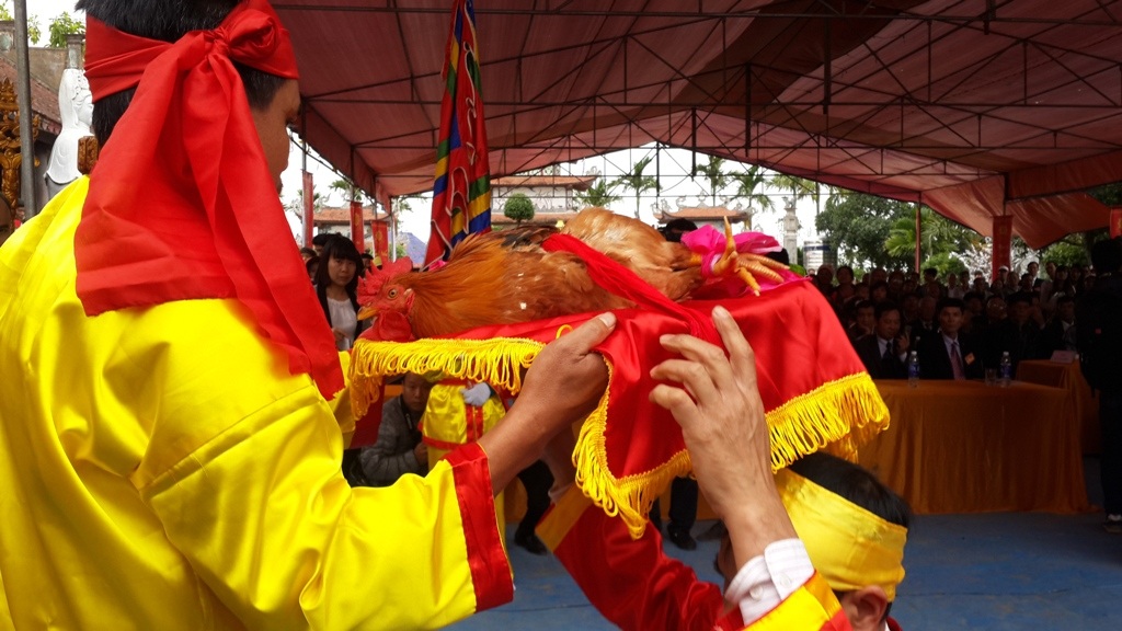 Lễ hội thề không tham nhũng: Chỉ có dân thề! - 6 Gà là con vật thiêng được làng chọn dâng lê lấy máu hòa rượu tuyên thề