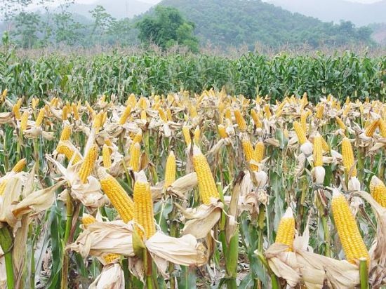 “Truy” Thủ tướng về chủ trương sử dụng thực phẩm biến đổi gien - 1 Một giống ngô biến đổi gien được trồng tại Việt Nam cho năng suất rất cao.
