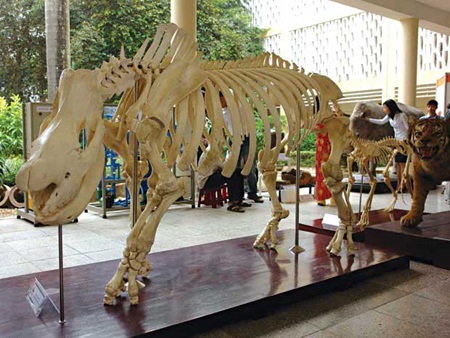 Xây Bảo tàng Thiên nhiên Việt Nam tại Hà Nội - 1 Việt Nam sẽ sớm có bảo tàng thiên nhiên ngay tại Hà Nội.