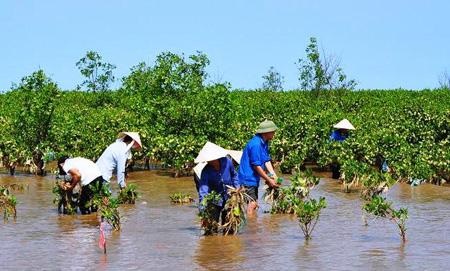 Phân bổ 3.000 tỷ đồng ứng phó với biến đổi khí hậu - 1 Trồng rừng ngập mặn đối phó biến đổi khí hậu, nước biển dâng.