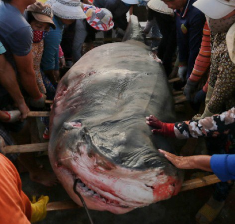 Nghề câu “cọp biển”