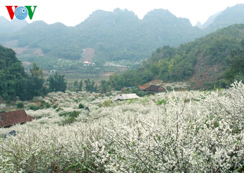 Hoa mận nở trắng bản làng Sơn La đẹp nao lòng - 5 Bản
làng phủ một màu trắng tinh khôi của hoa mận.