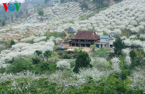 Hoa mận nở trắng bản làng Sơn La đẹp nao lòng - 7 Khung
cảnh đẹp lãng mạng hút hồn du khách.