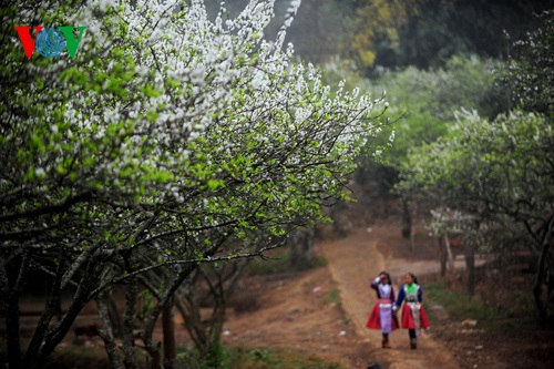 Mùa
xuân Tây Bắc cũng là điểm đến thu hút du khách dịp Tết (Ảnh: Quang Trung).