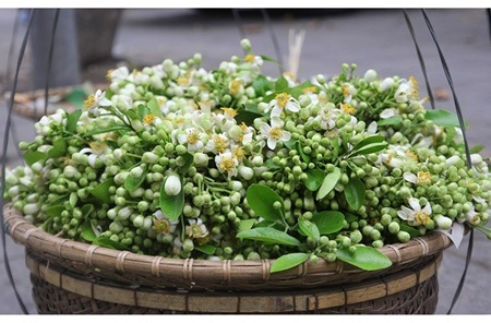 Những sắc hoa tháng 3 dịu dàng giữa trời Hà Nội - 10 Xen lẫn cánh hoa trắng muốt
là nụ hoa còn chúm chím.
