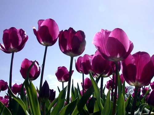 Đẹp ngỡ ngàng những cánh đồng hoa tím biếc - 12 Trong muôn ngàn sắc hoa, tulip tím mang đến sự bí ẩn, kiêu sa
