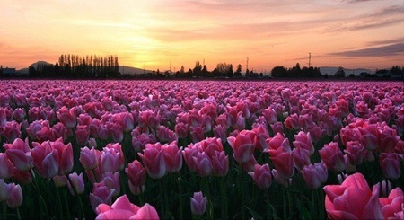 Đẹp ngỡ ngàng những cánh đồng hoa tím biếc - 14 Biển hoa tulip như bức tranh thiên nhiên sặc sỡ.