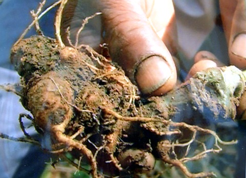 Củ sâm Ngọc Linh 10 năm tuổi, nặng 0,2kg có giá gần 10 triệu đồng