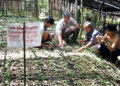 Vườn sâm giống của người dân Măng Lùng, xã Trà Linh, huyện Nam Trà My