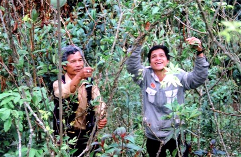 Vườn sâm giống của người dân Măng Lùng, xã Trà Linh, huyện Nam Trà My