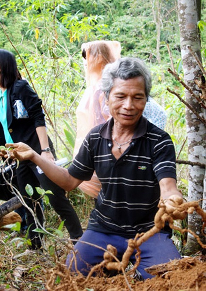 “Vua sâm” Bríu Pố khai thác sâm ba kích trên vườn rừng