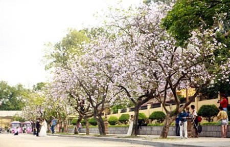 Những sắc hoa tháng 3 dịu dàng giữa trời Hà Nội - 5 Biểu tượng của núi
rừng Tây Bắc phủ kín góc đường Bắc Sơn