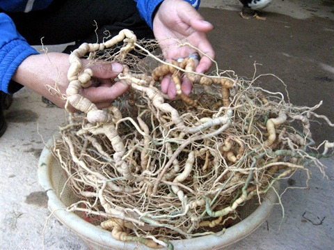 Củ sâm ba kích có giá nửa triệu đồng kg tươi nhưng không có để bán cho thương lái.