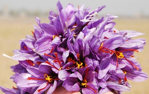 Đẹp ngỡ ngàng những cánh đồng hoa tím biếc - 8 Hoa được trồng nhiều Ấn Độ, Hy Lạp