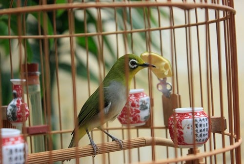  Chú chim vành khuyên có
giá “khủng” 110 triệu đồng được anh Hà mua ở Hà Nội.