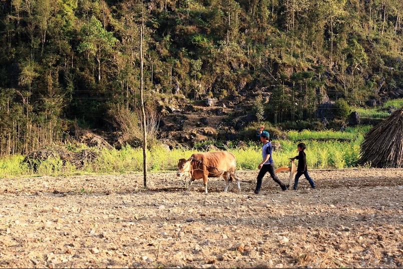 Khám phá ngôi nhà "ấm về đông, mát về hè" trên cao nguyên đá Đồng Văn - 11 Hay giúp bố đi cày
