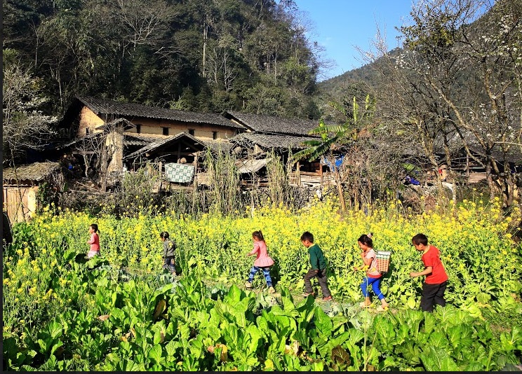 Khám phá ngôi nhà "ấm về đông, mát về hè" trên cao nguyên đá Đồng Văn - 14 Hoa cải vàng rực cả một góc đồi